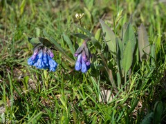 Mertensia longiflora