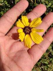 Encelia asperifolia