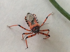 Rhynocoris iracundus