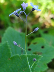 Myosotis sylvatica