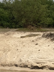 Crocodylus niloticus