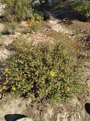 Encelia asperifolia