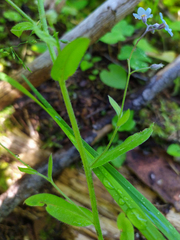 Myosotis sylvatica