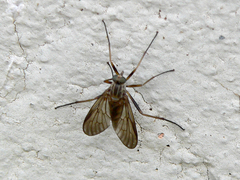 Rhagio