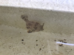 Monacanthus ciliatus