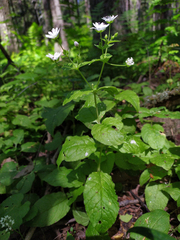 Stellaria bungeana