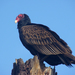 Turkey Vulture - Photo (c) Maggie.Smith, some rights reserved (CC BY-NC)