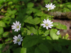 Stellaria bungeana