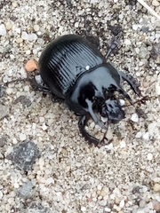 Typhaeus typhoeus