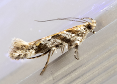 Aristotelia roseosuffusella