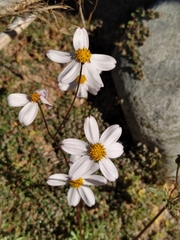 Coreocarpus parthenioides parthenioides