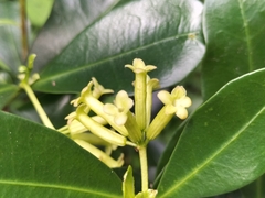 Peddiea africana