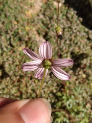 Coreocarpus parthenioides parthenioides
