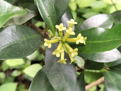 Peddiea africana