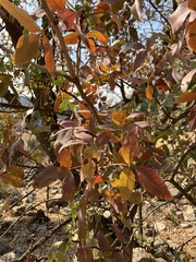 Pistacia eurycarpa