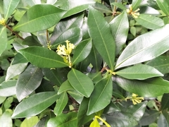 Peddiea africana