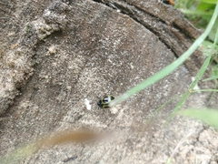 Aegithus quadrinotatus