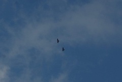 Gypaetus barbatus barbatus