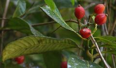 Psychotria
