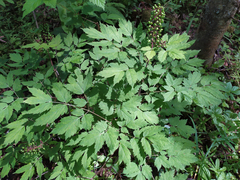 Actaea erythrocarpa
