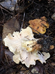 Cantharellus cascadensis