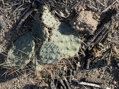 Opuntia macrorhiza