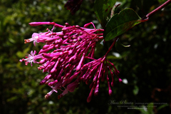 Fuchsia paniculata