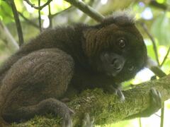 Prolemur simus