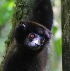 Propithecus edwardsi