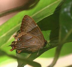 Saribia perroti