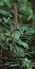 Platylepis