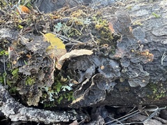Lobaria