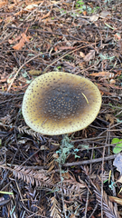 Amanita augusta