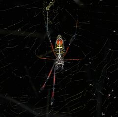 Trichonephila inaurata