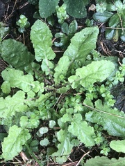 Youngia japonica