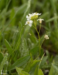 Arabidopsis halleri