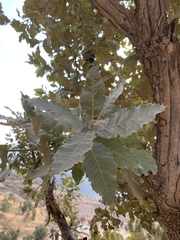 Quercus brantii