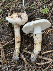 Tricholoma dulciolens