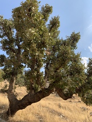 Quercus brantii