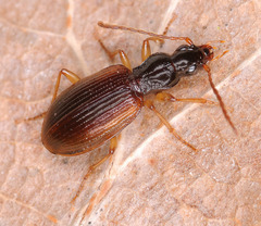 Oxypselaphus obscurus