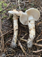 Tricholoma dulciolens