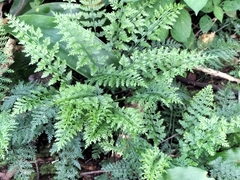 Asplenium rutifolium