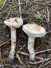 Tricholoma dulciolens