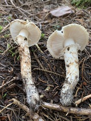 Tricholoma dulciolens