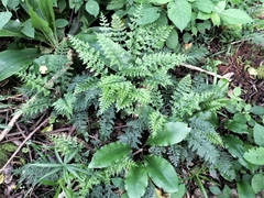 Asplenium rutifolium