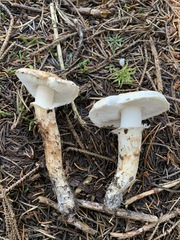 Tricholoma dulciolens