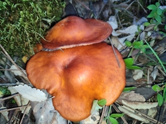 Omphalotus olearius