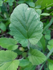 Erodium malacoides