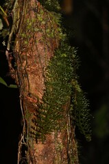 Trichomanes pedicellatum