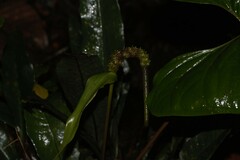 Anthurium sagittatum
